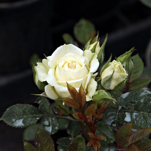 Rosa Moonlight Lady™ - blanco - Árbol de Rosas Miniatura - rosal de pie alto- forma de corona compacta